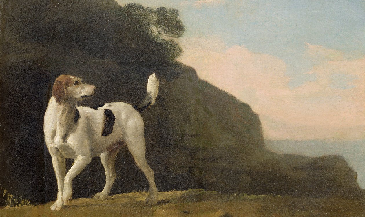 一只猎狐犬，1760年（纸上放油） 作者 乔治·斯塔布斯