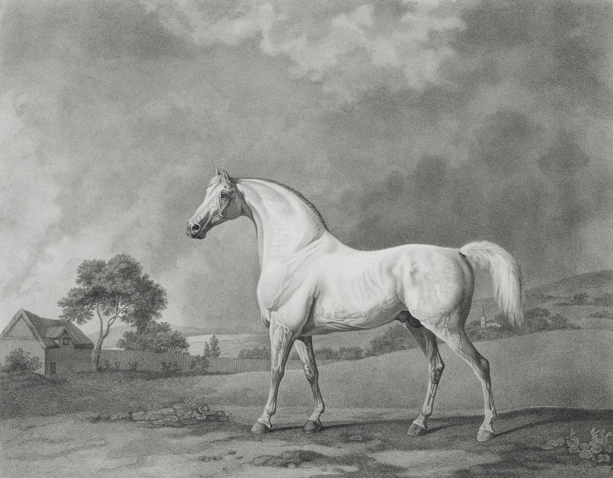 Mambrino，由George Townley Stubbs（1756-1815）酒吧刻。 1794 作者 乔治·斯塔布斯