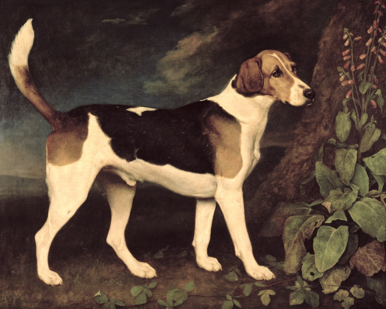 Ringwood，Brocklesby Foxhound，1792年 作者 乔治·斯塔布斯
