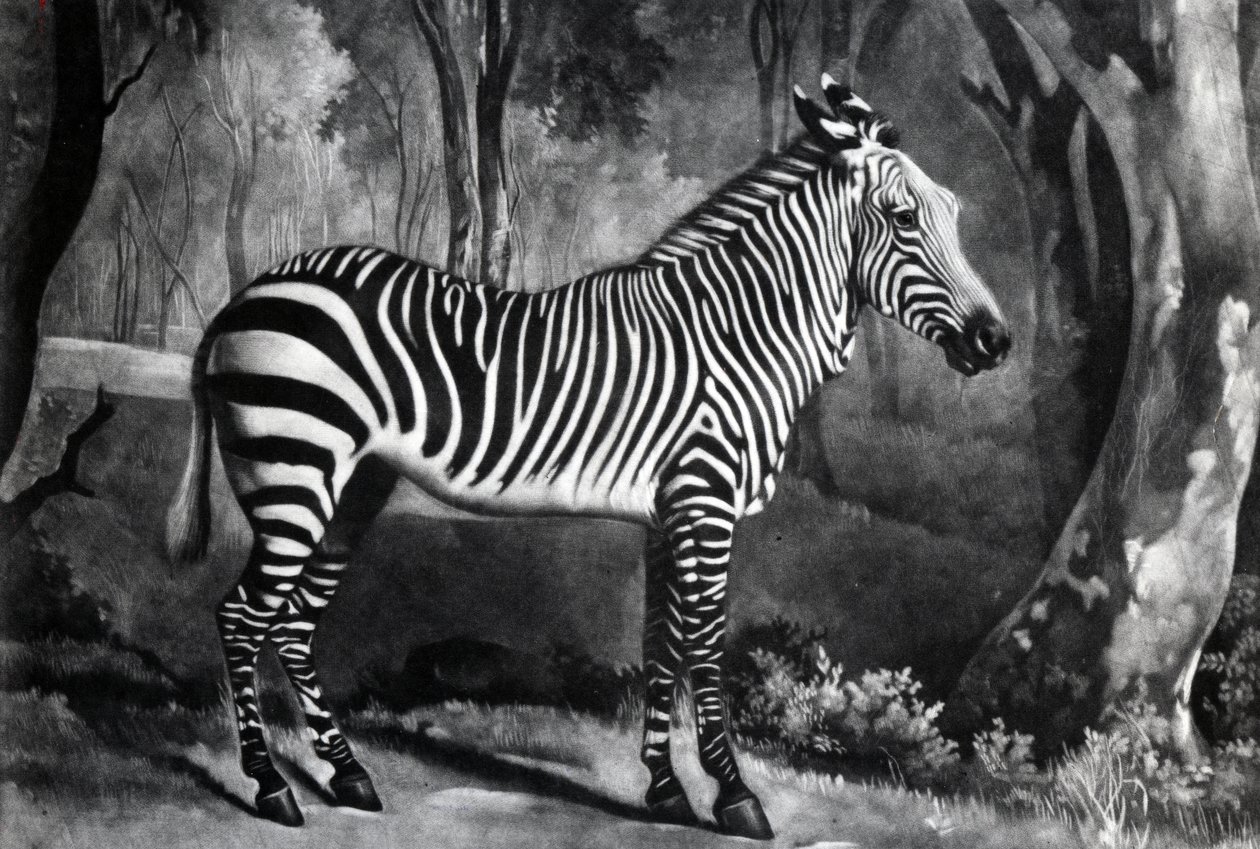 1771年乔治·汤利斯·斯塔布斯（1944年）（mezzotint）刻下的Sebra或Wild Ass 作者 乔治·斯塔布斯