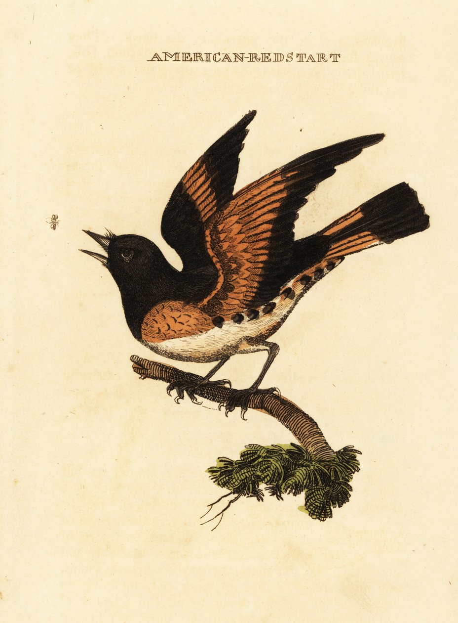 American redstart, Setophaga ruticilla 作者 乔治（后）爱德华兹