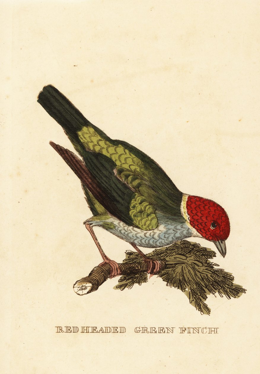 Bay-headed tanager, Tangara gyrola 作者 乔治（后）爱德华兹