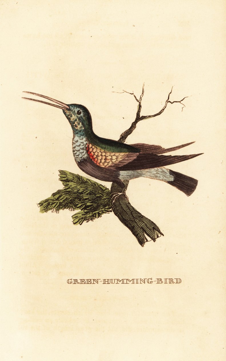 Black-bellied hummingbird, Eupherusa nigriventris, female 作者 乔治（后）爱德华兹