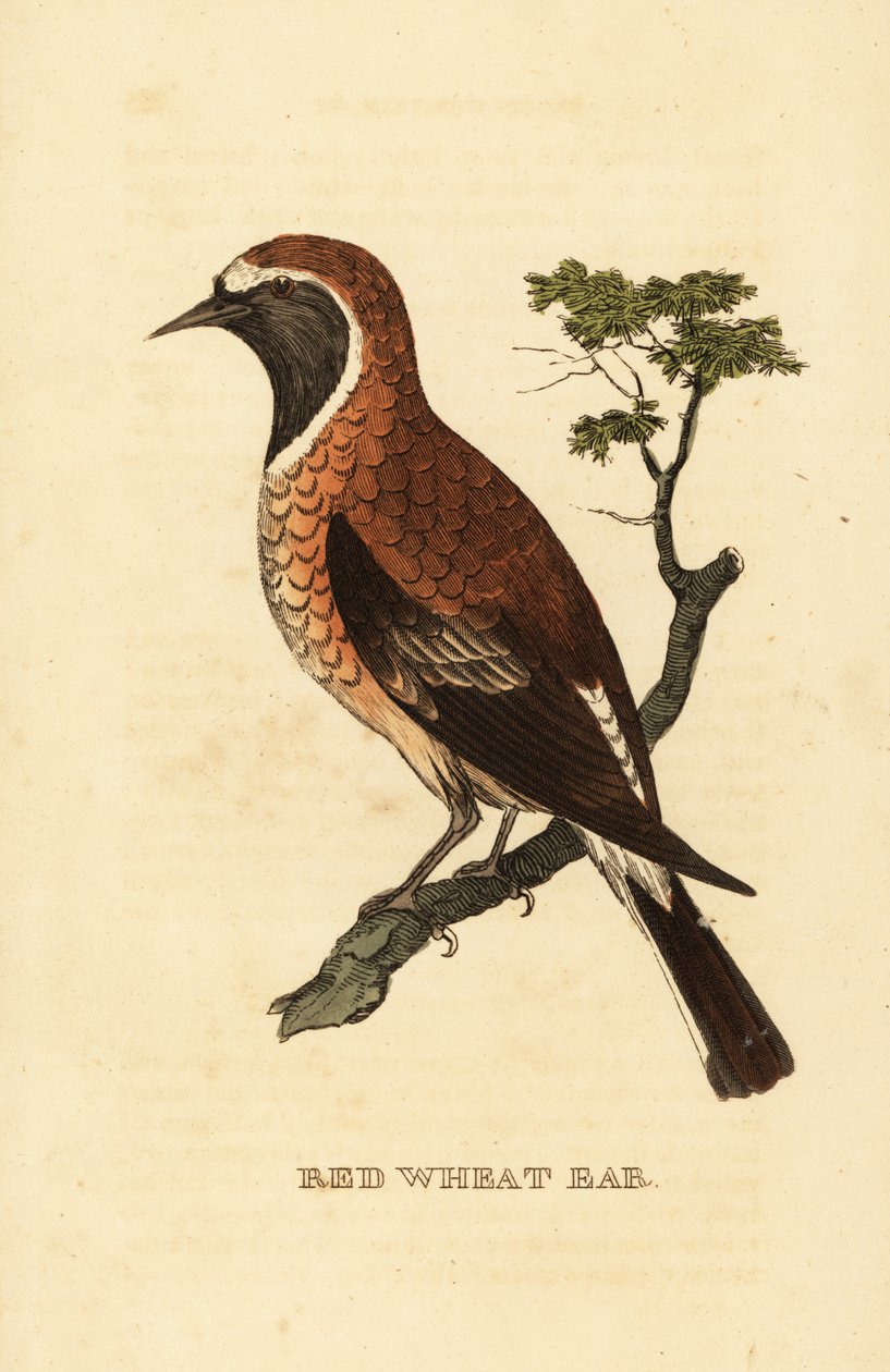 Black-eared wheatear morph, Oenanthe hispanica stapazina 作者 乔治（后）爱德华兹