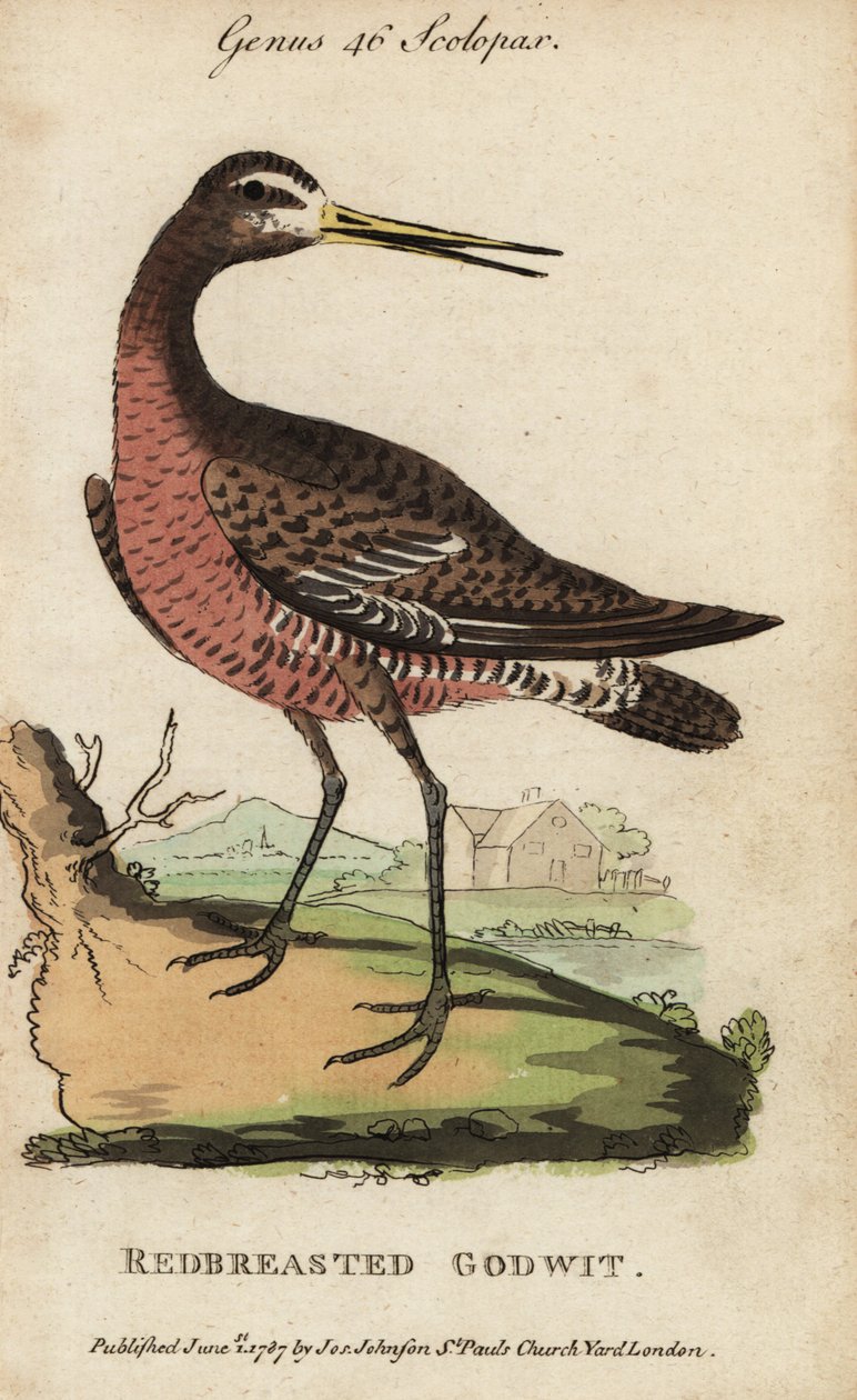 Black-tailed godwit or red-breasted godwit, Limosa limosa 作者 乔治（后）爱德华兹