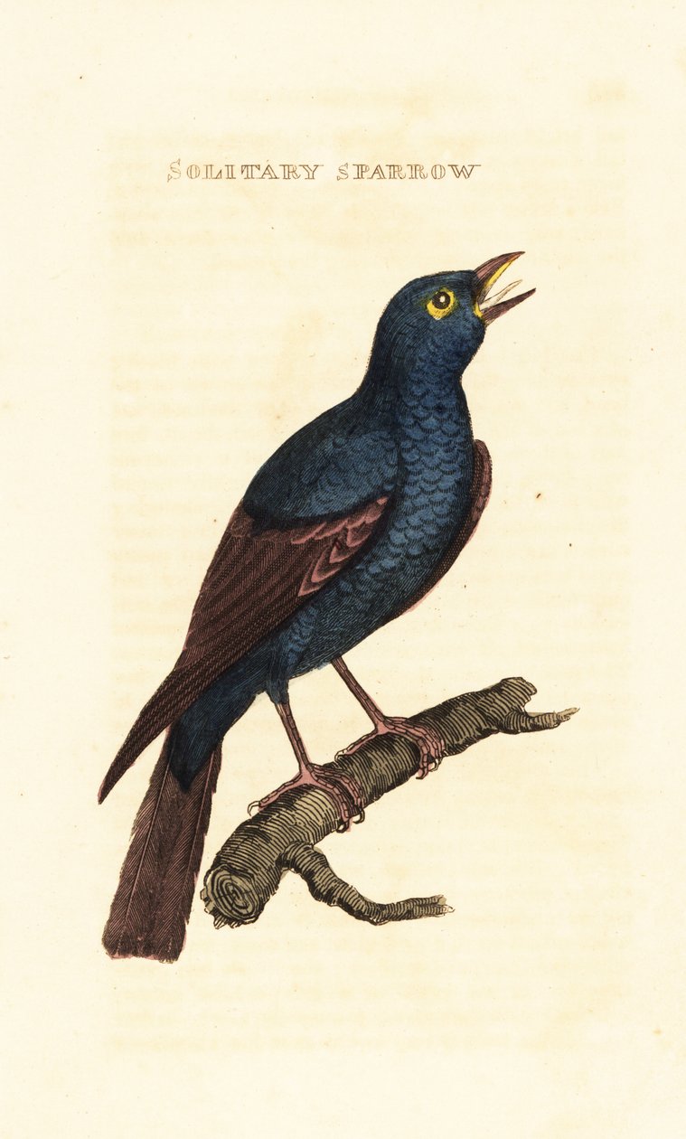 蓝岩鸫，Monticola solitarius 作者 乔治（后）爱德华兹