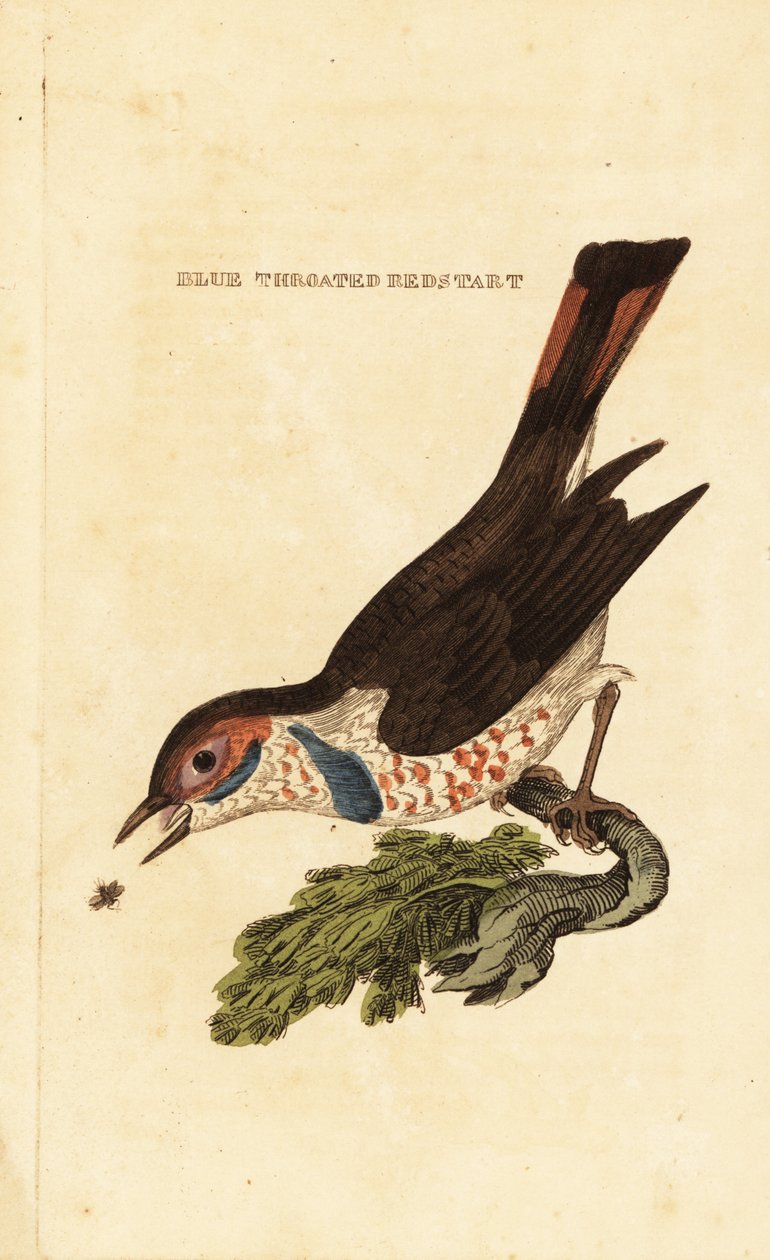 Bluethroat, Luscinia svecica 作者 乔治（后）爱德华兹