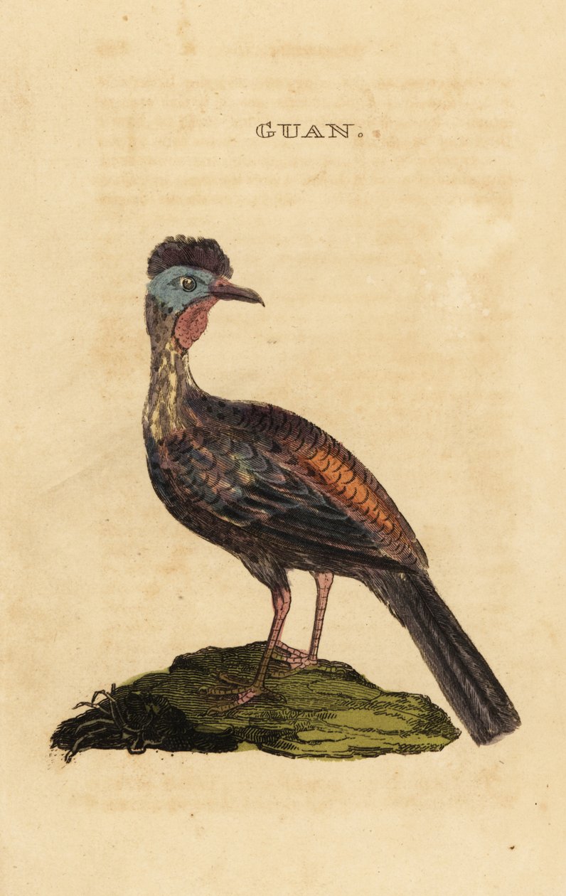 Crested guan, Penelope purpurascens 作者 乔治（后）爱德华兹