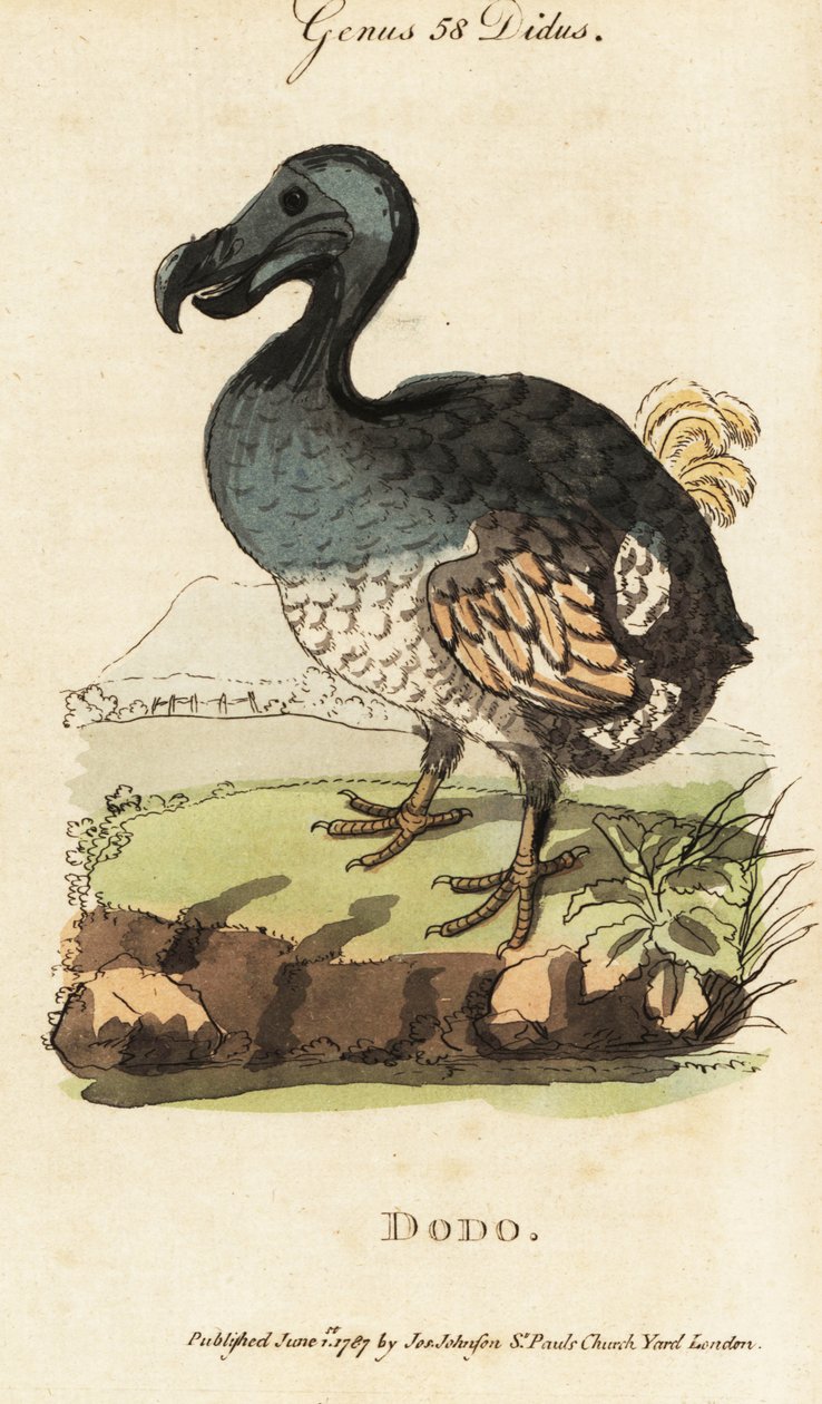 灭绝的渡鸦，Raphus cucullatus（Didus ineptus）。 作者 乔治（后）爱德华兹