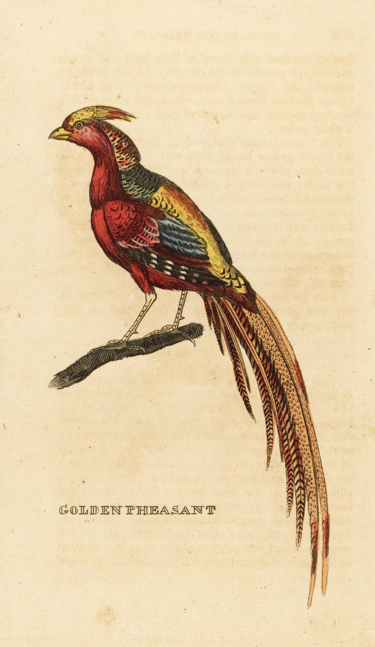金雉, Chrysolophus pictus 作者 乔治（后）爱德华兹