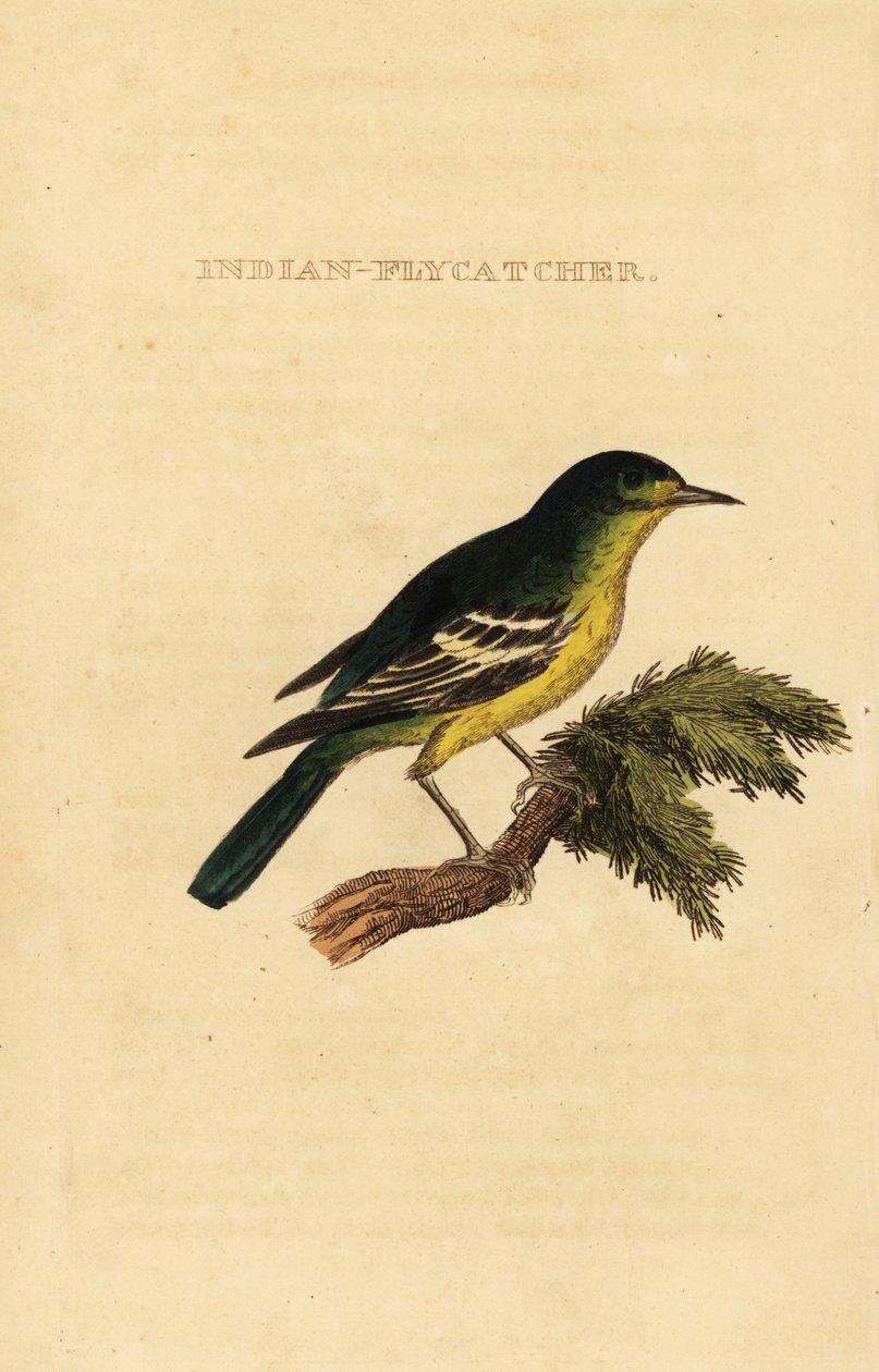 Green-backed flycatcher, Ficedula elisae 作者 乔治（后）爱德华兹