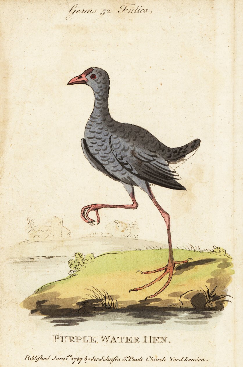 Grey-headed swamphen, Porphyrio poliocephalus 作者 乔治（后）爱德华兹
