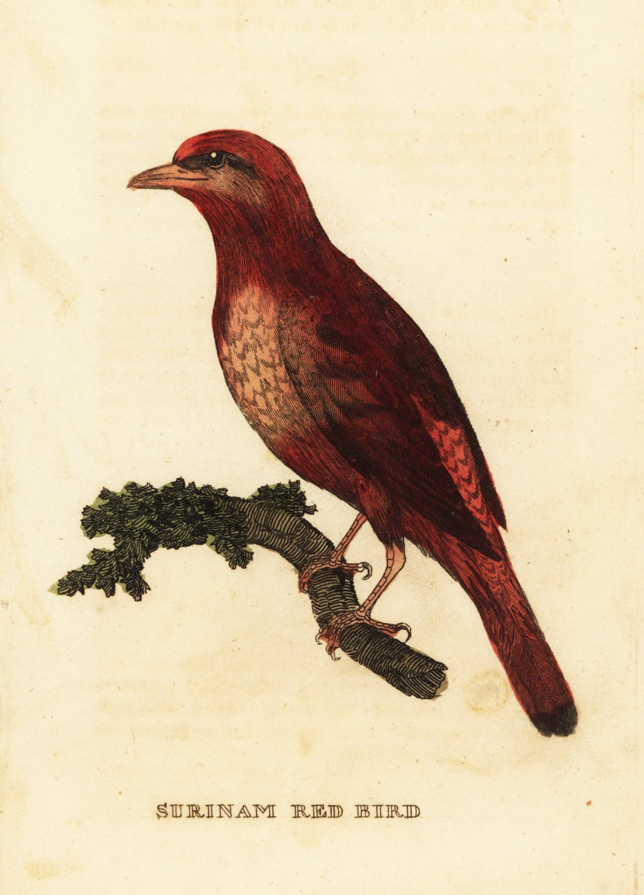 Guianan red cotinga, Phoenicircus carnifex 作者 乔治（后）爱德华兹
