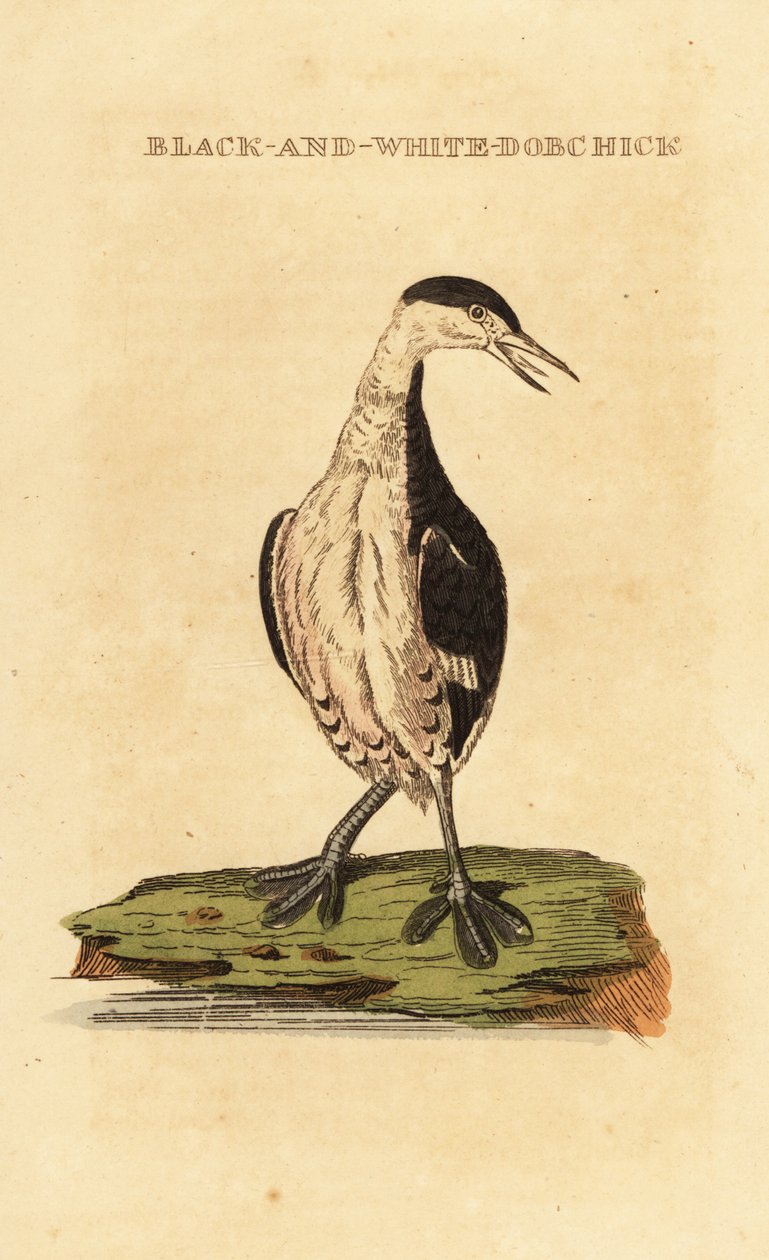 角鸊鷉，年轻，Podiceps auritus 作者 乔治（后）爱德华兹