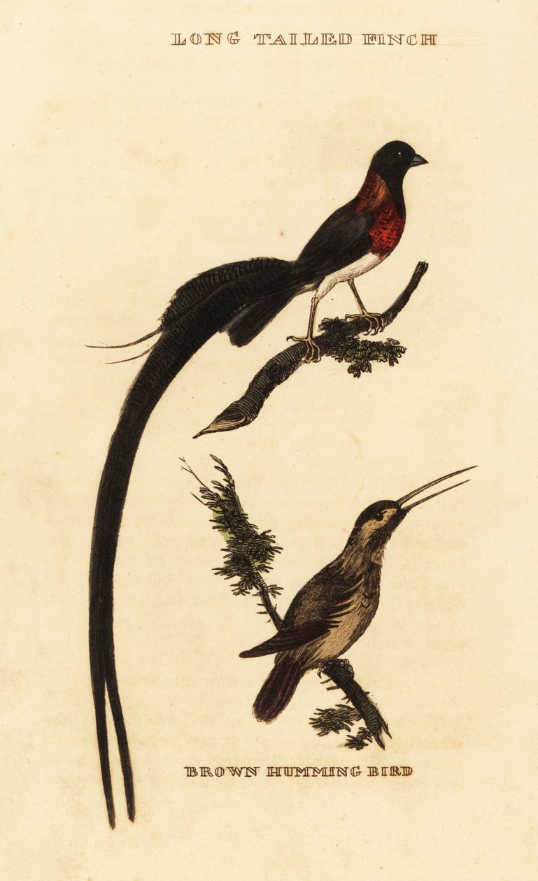 长尾天堂鸟（Vidua paradisaea）和红嘴蜂鸟（Selasphorus rufus）。 作者 乔治（后）爱德华兹