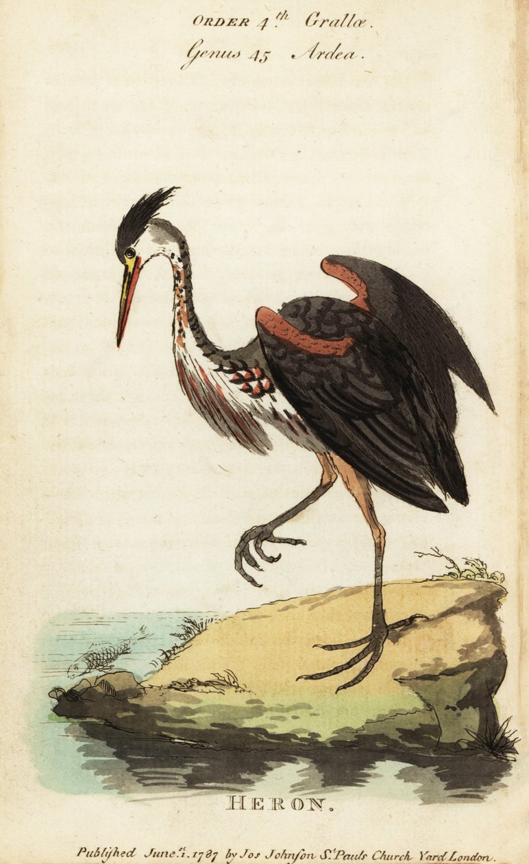 北美灰鹭，Ardea fusca 作者 乔治（后）爱德华兹