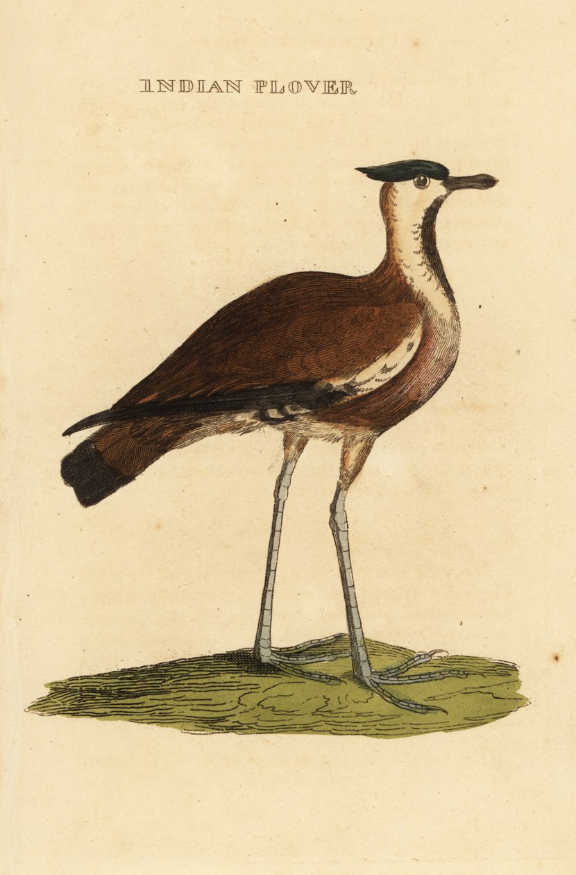 北田鸡， Vanellus vanellus 作者 乔治（后）爱德华兹