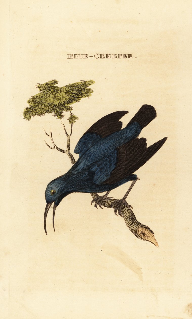 紫色蜜鸟，Cyanerpes caeruleus 作者 乔治（后）爱德华兹
