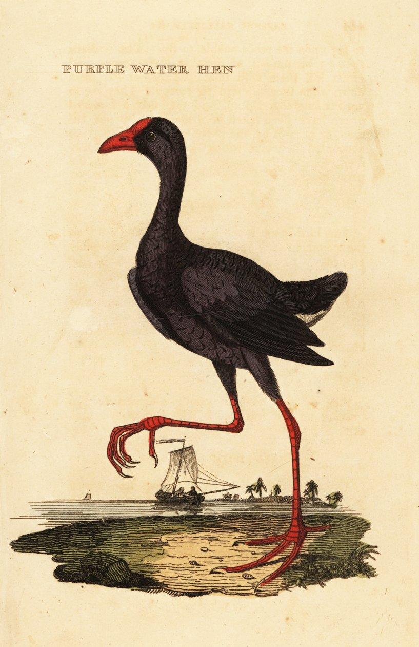 Purple swamphen, Porphyrio porphyrio 作者 乔治（后）爱德华兹