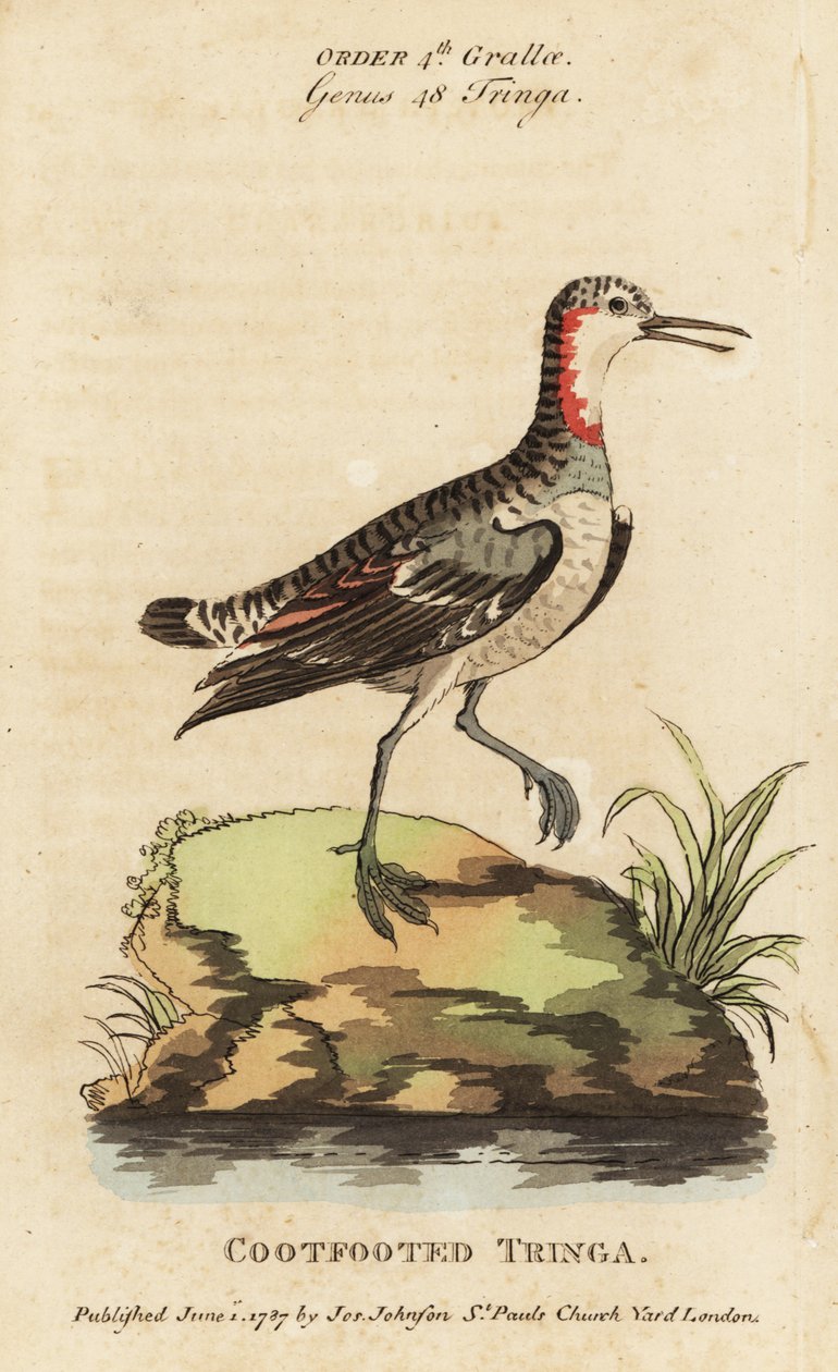 红颈斑鸠，Phalaropus lobatus (Coot-footed tringa, Tringa rufra canadensis) 作者 乔治（后）爱德华兹
