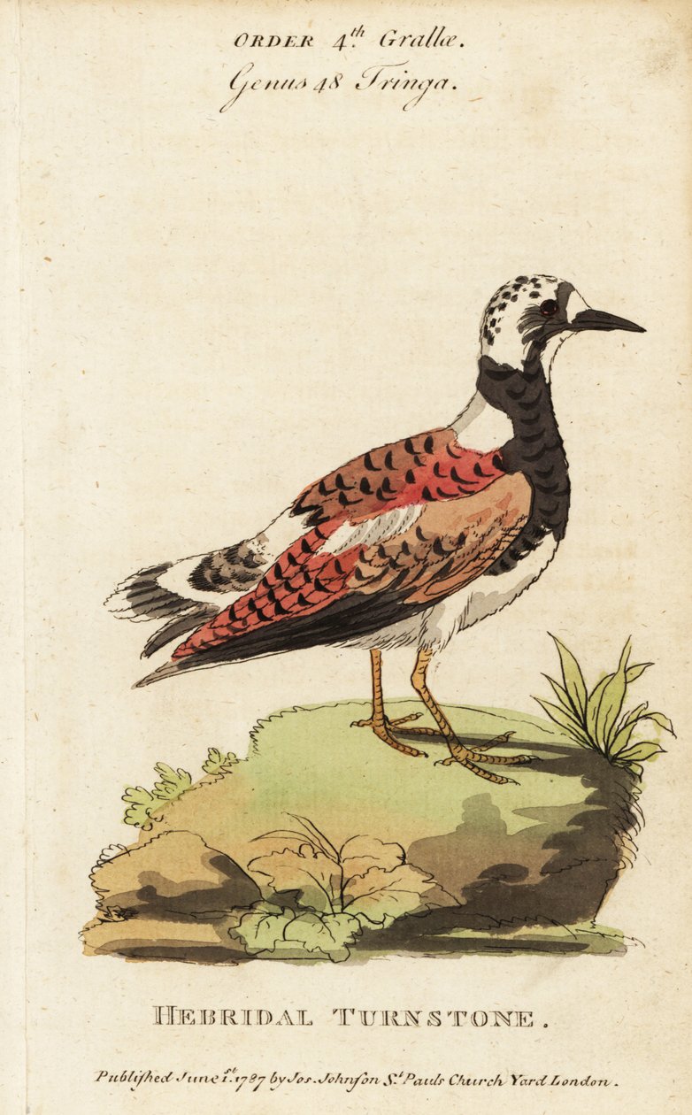 Ruddy Turnstone，Arenaria 翻译 作者 乔治（后）爱德华兹