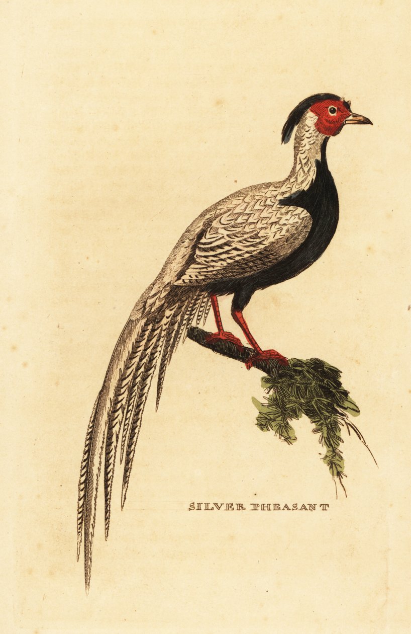 Silver pheasant, Lophura nycthemera 作者 乔治（后）爱德华兹
