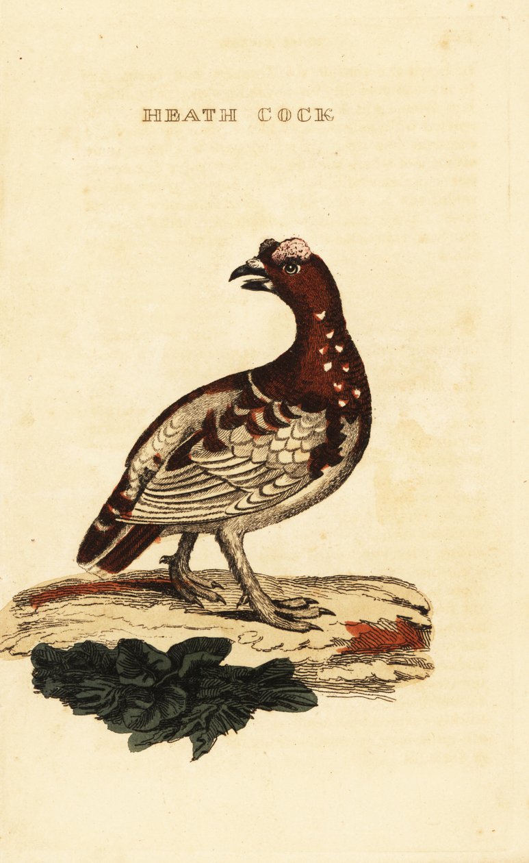 云杉松鸡, Falcipennis canadensis canace 作者 乔治（后）爱德华兹