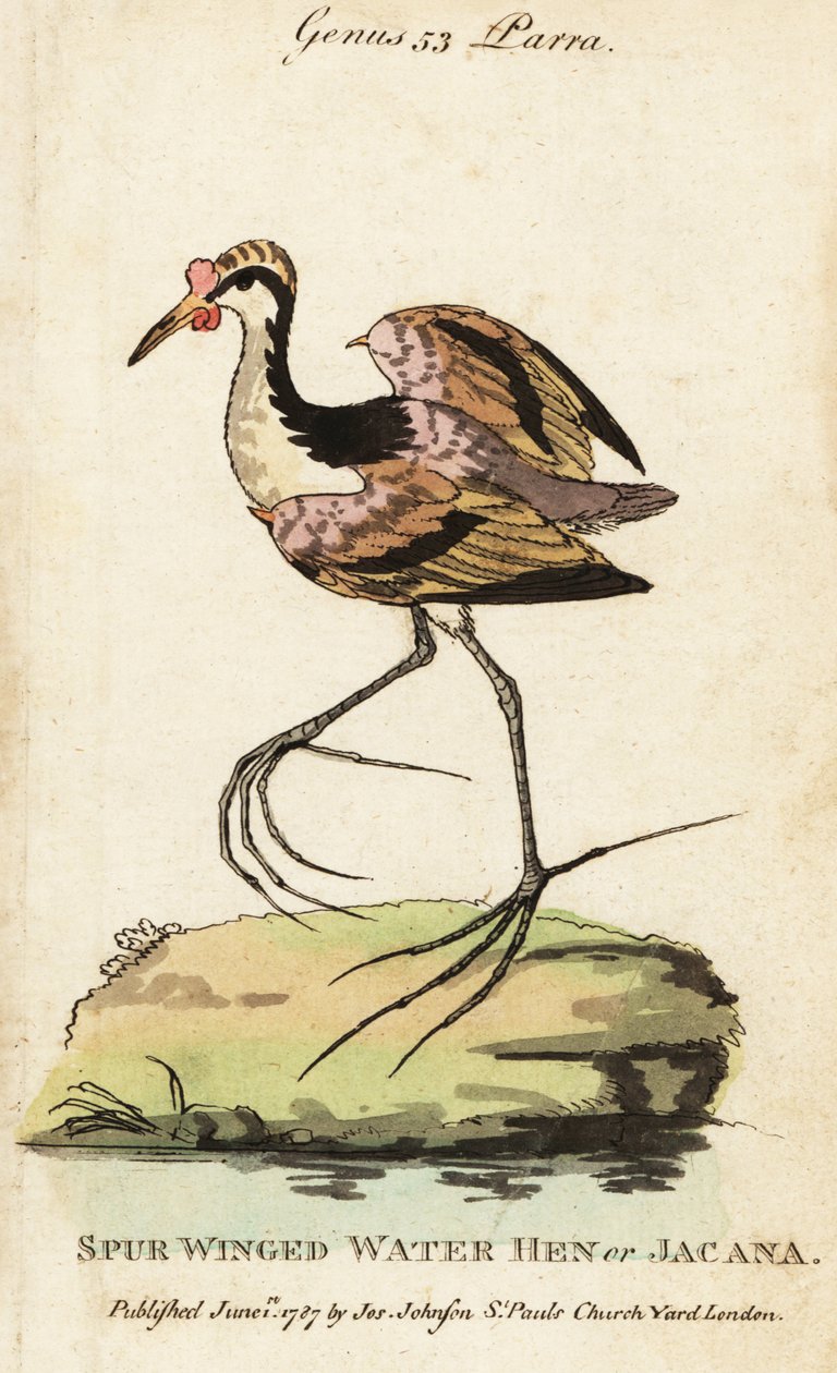 金合欢树, Jacana jacana 作者 乔治（后）爱德华兹