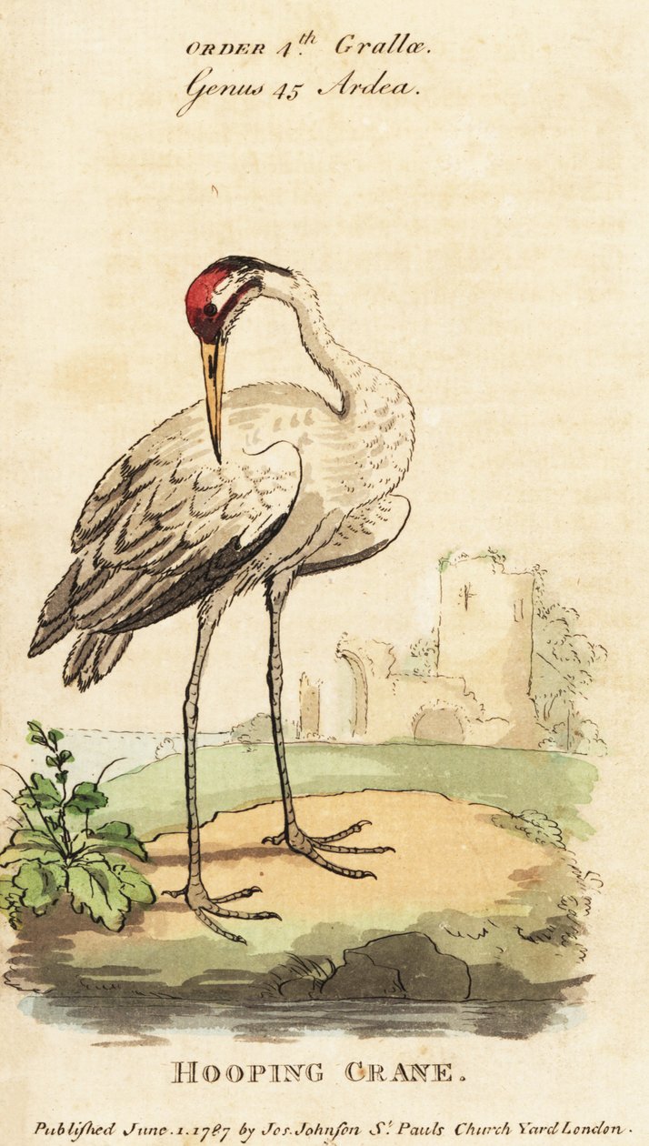 百灵鸟, Grus americana 作者 乔治（后）爱德华兹