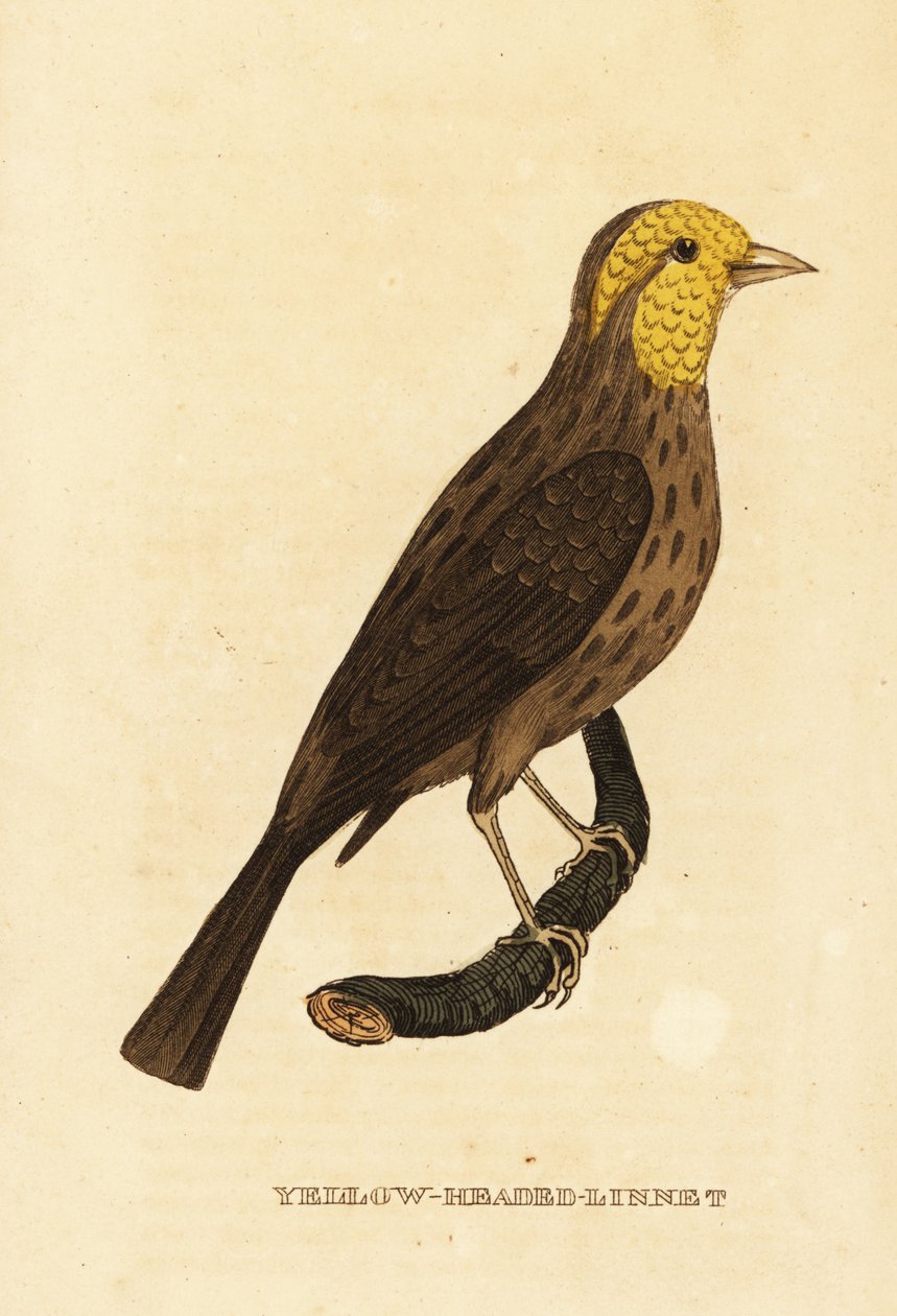 Yellow grosbeak, Pheucticus chrysopeplus 作者 乔治（后）爱德华兹