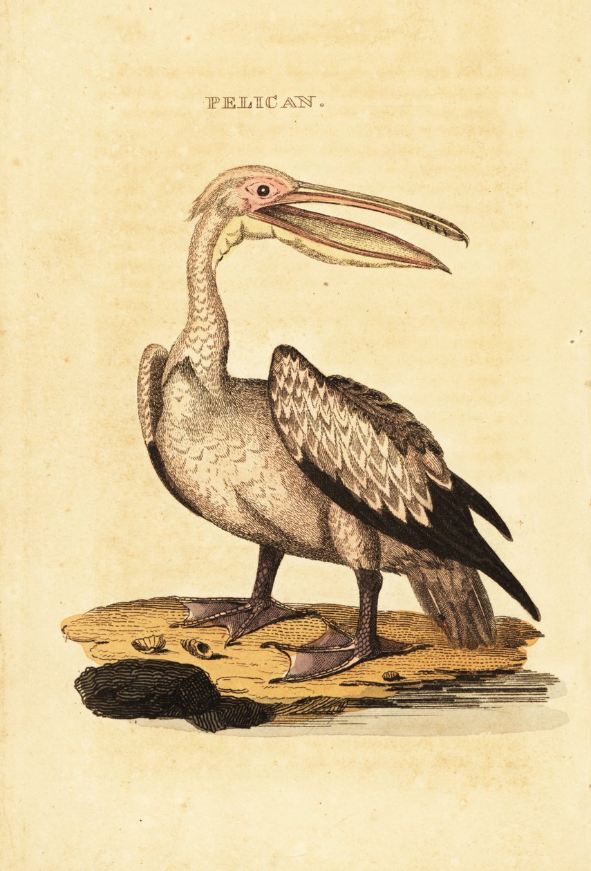 大白鹈鹕，Pelecanus onocrotalus 作者 邵逸夫（后）