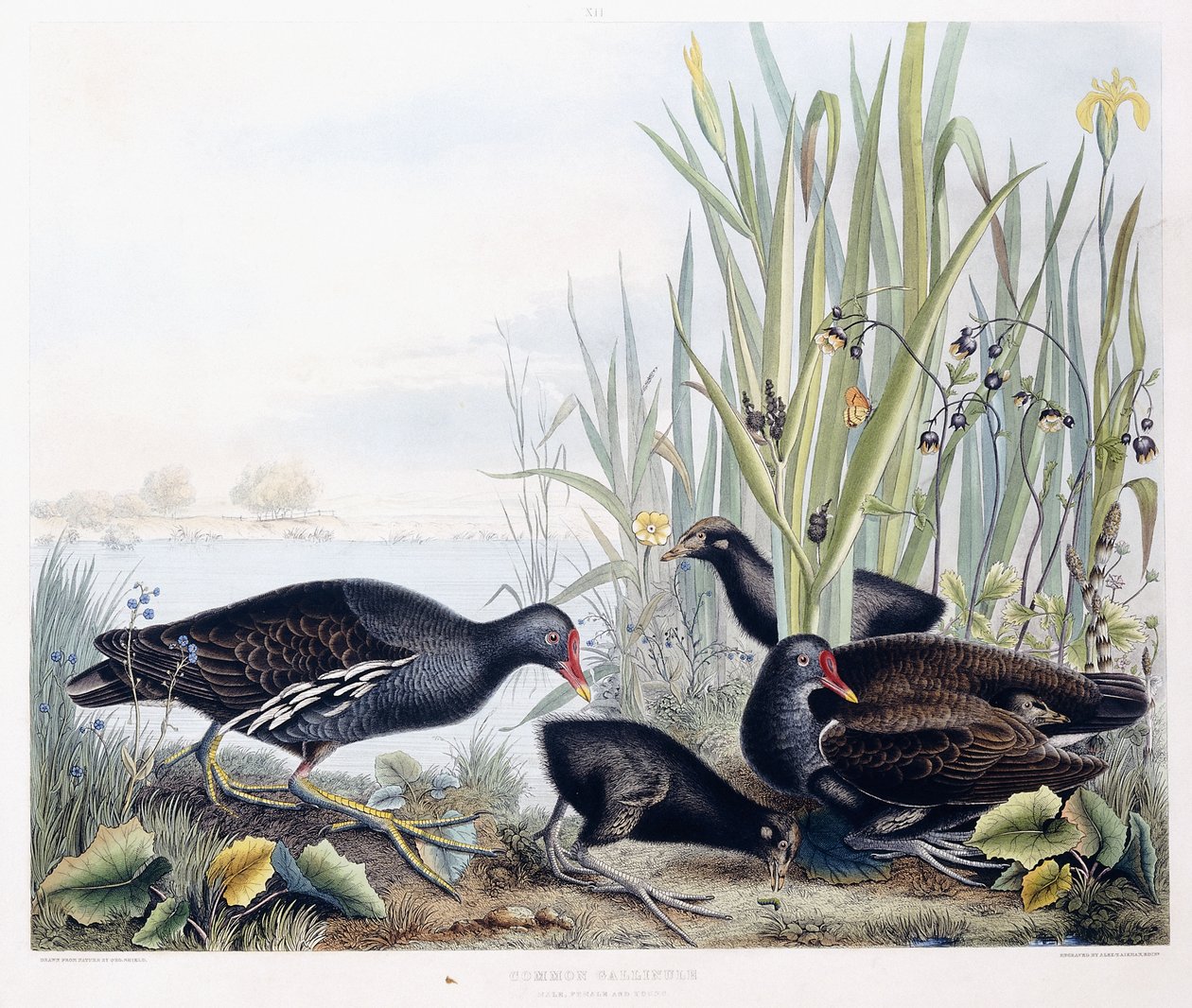 Common Gallinule (Moorhen)（雄性、雌性和幼雏），c.1841（手工上色雕刻） 作者 乔治（后）盾牌