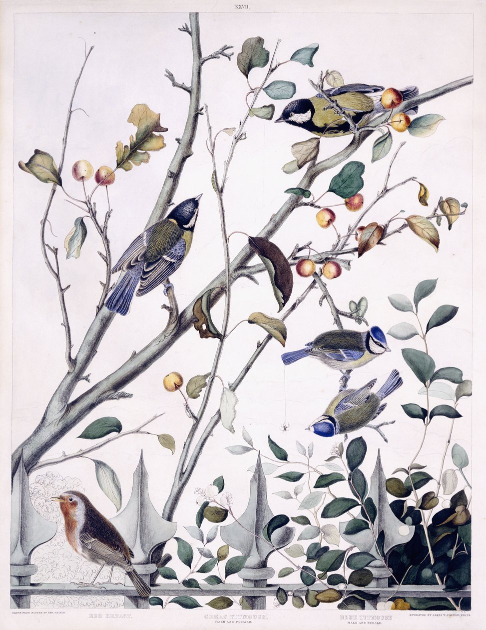 红胸（知更鸟）、大山雀（雄性和雌性）和蓝山雀（雄性和雌性），c.1841（手工上色雕刻） 作者 乔治（后）盾牌