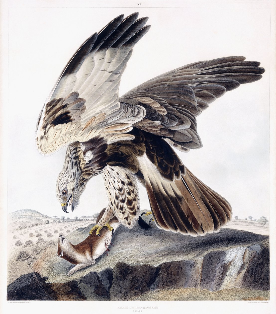 粗腿鵟（雌性），约 1841 年（手绘雕刻） 作者 乔治（后）盾牌