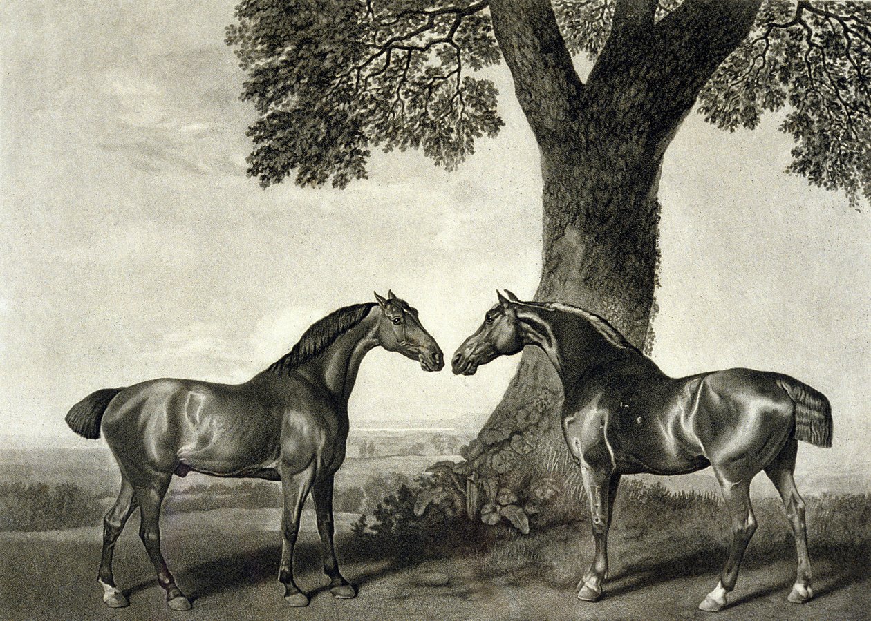 两个猎人，由G.T. Stubbs（1748年-1815年）雕刻（平版）（另见266802）。 作者 乔治（后）斯塔布斯