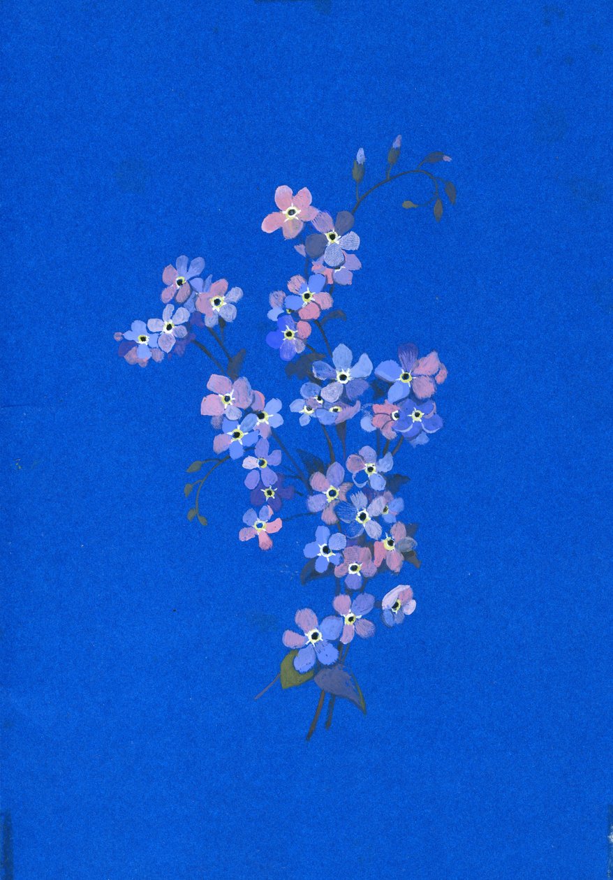 勿忘我，20世纪60年代（彩色卡片上的水粉画） 作者 乔治·亚当森