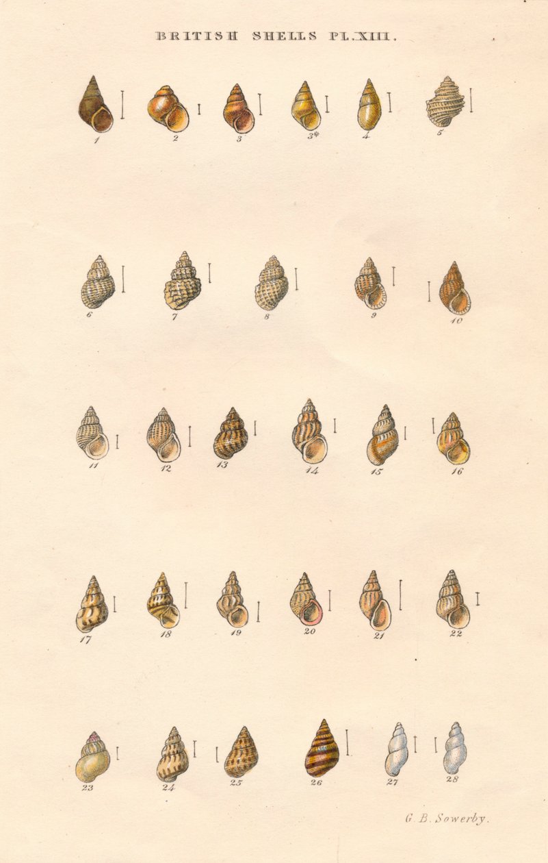 英国炮弹，c1859。 作者 乔治·布雷廷汉姆·索尔比