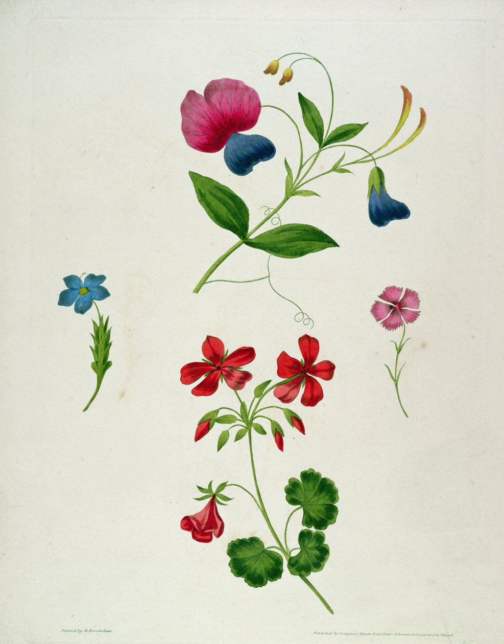 “花卉绘画新论，或每位女士自己绘画大师”的插图，1816年（彩色印刷点画雕刻，手工着色） 作者 乔治·布鲁克肖
