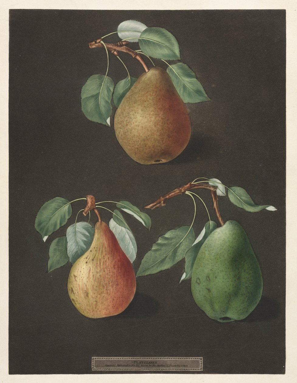 Pomona Britannica：No. 82-Pears，1807。 作者 乔治·布鲁克肖