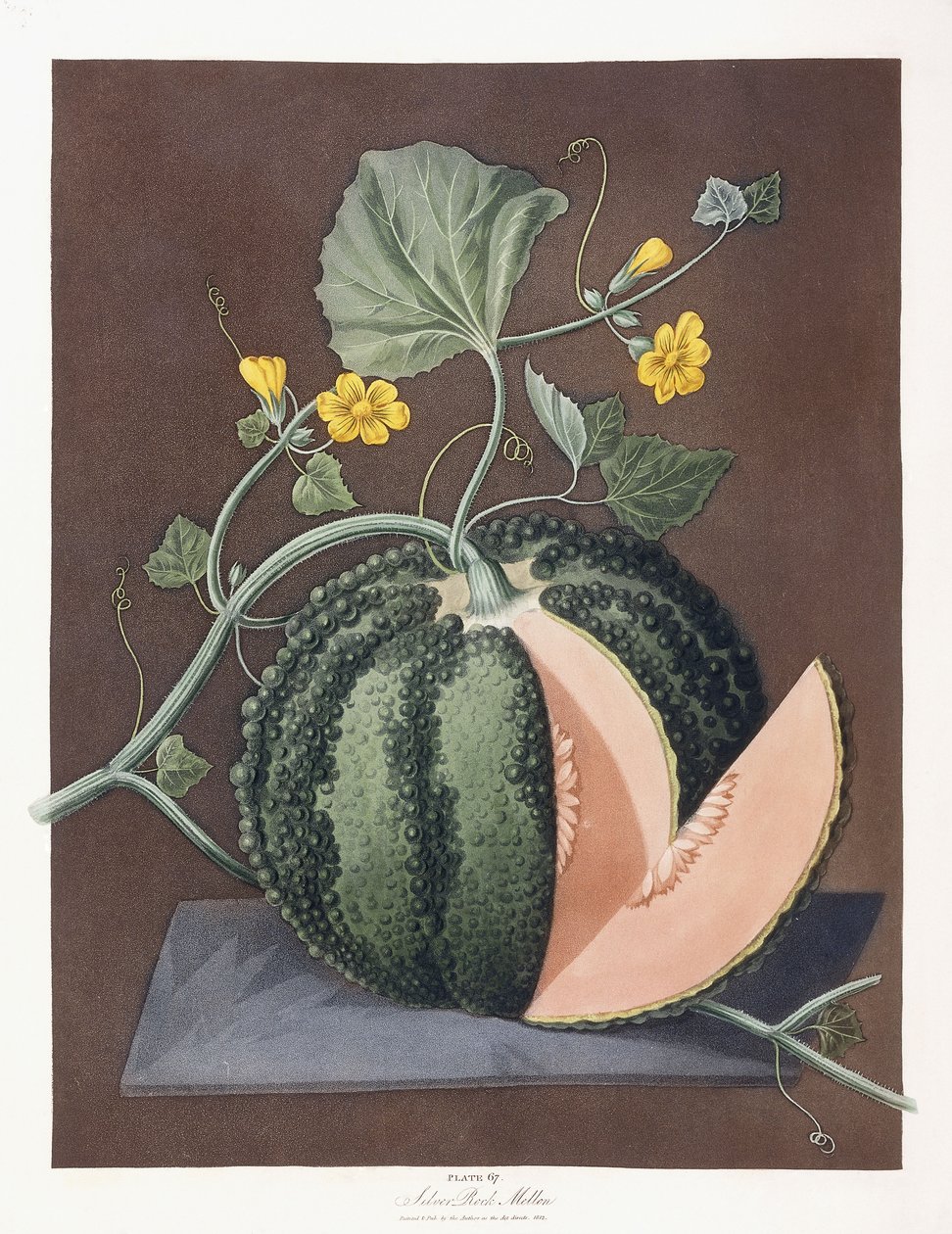 银石瓜，1812年 作者 乔治·布鲁克肖