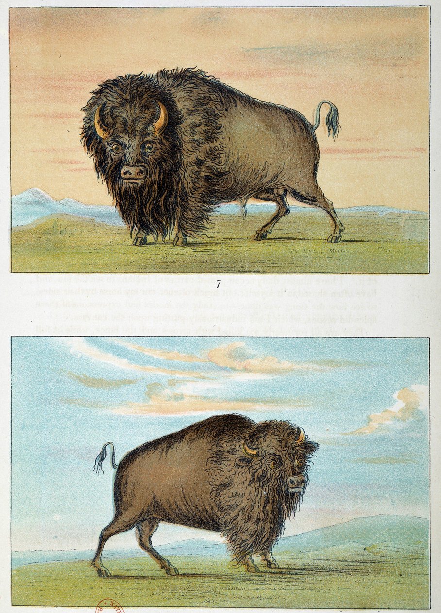 野牛，雄性和雌性，美国。乔治-卡特林（1794-1872）的插图 作者 乔治·卡特琳