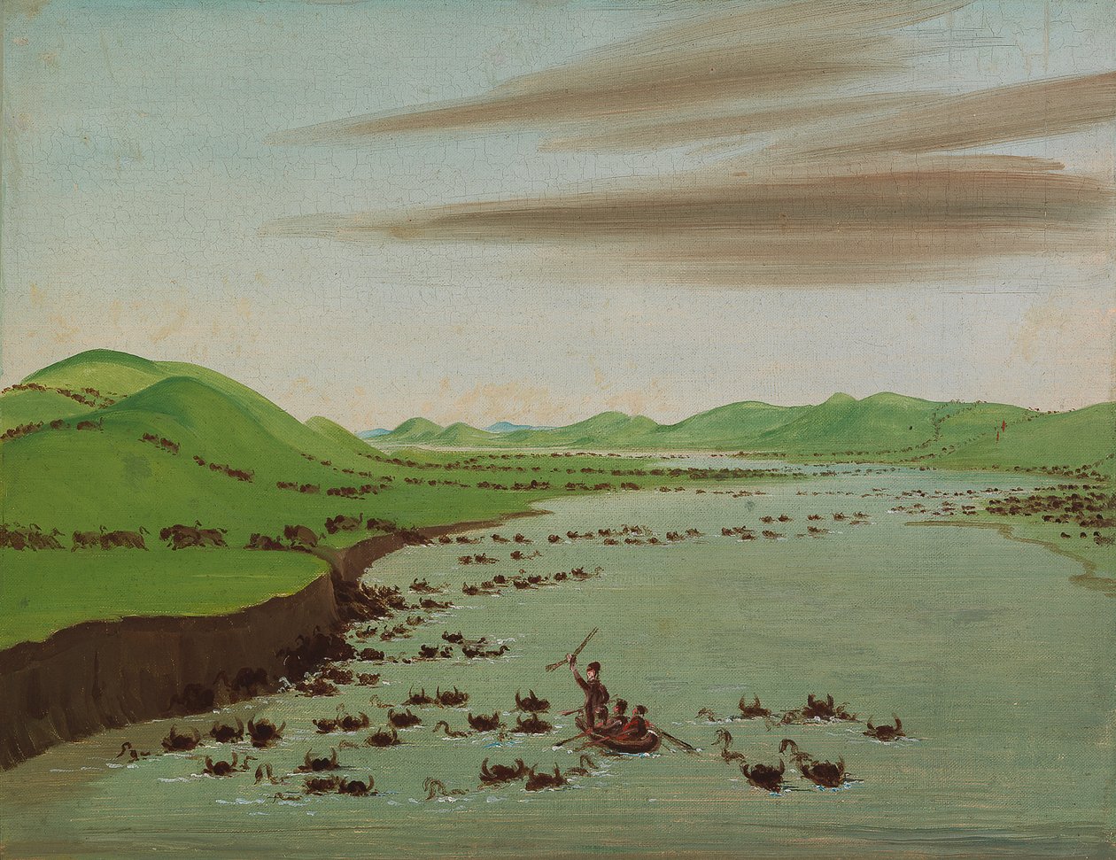水牛群穿越上密苏里河，1832年。 作者 乔治·卡特琳