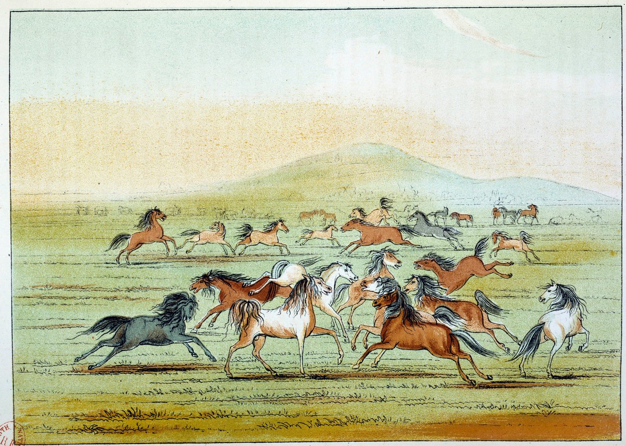 美国的印第安人：印第安人猎杀的野马。乔治-卡特林（1794-1872）的插图 作者 乔治·卡特琳
