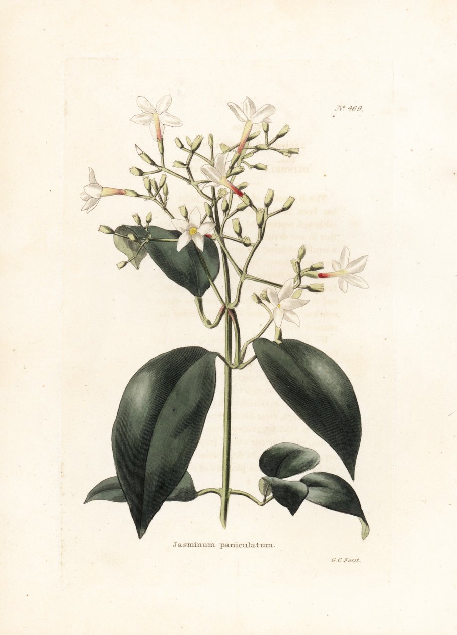 茉莉花（Jasminum paniculatum）--乔治-库克（George Cooke）为英国杂志《Conrad Loddiges Botanical Cabinet》（1738-1826 年）绘制的石版画 作者 乔治·库克