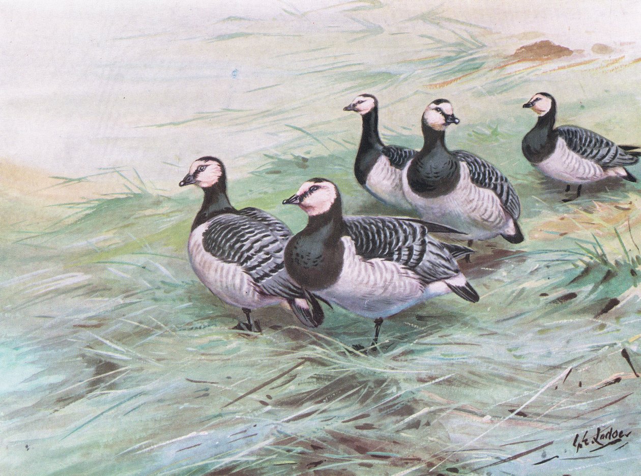 藤壶鹅（平版） 作者 乔治爱德华旅馆