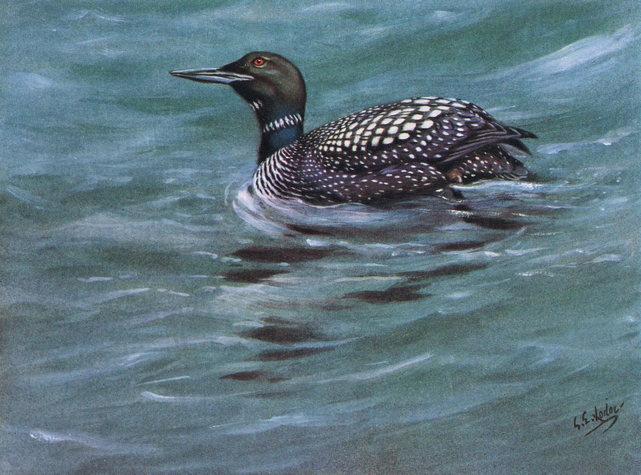 北方大潜水员（石版） 作者 乔治爱德华旅馆