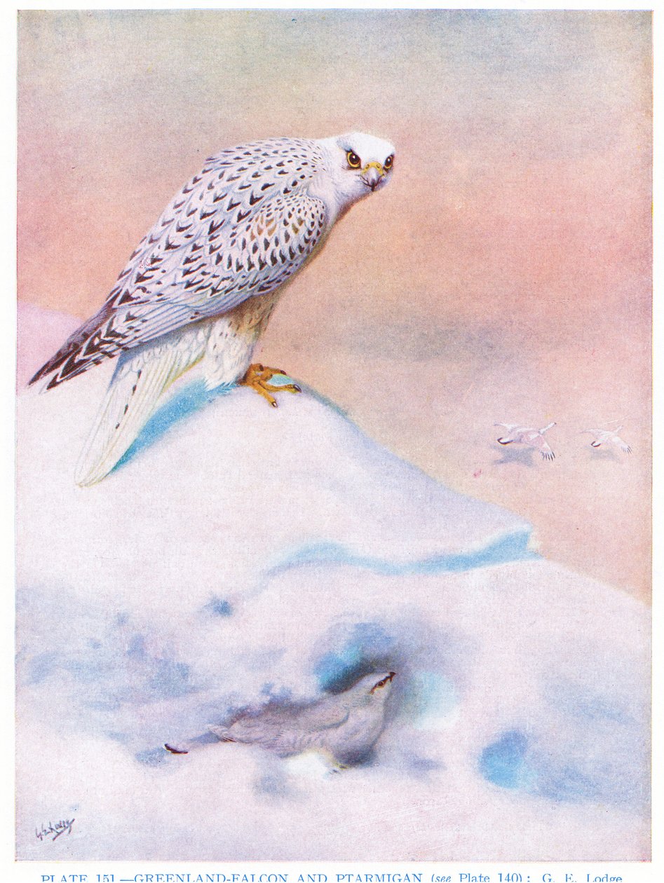 格陵兰猎鹰和鸻，插图选自 Kirkman  Jourdain 的《英国鸟类》。 作者 乔治爱德华旅馆