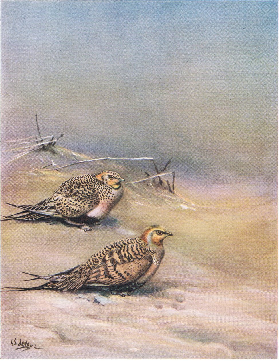 帕拉斯沙鸡（平版） 作者 乔治爱德华旅馆