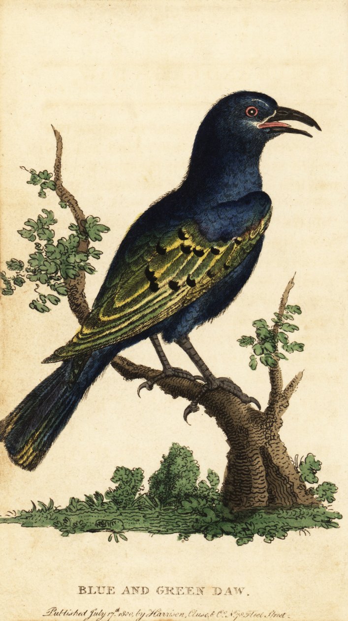 非洲光泽椋鸟，Lamprotornis 种。1800年（雕刻） 作者 乔治·爱德华兹