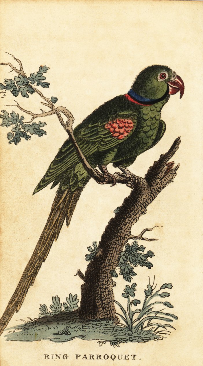 亚历山大鹦鹉，Psittacula eupatria，1800 年（雕刻） 作者 乔治·爱德华兹